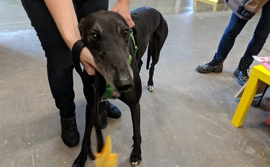 Memphis TN awesome dog, new friend, 2018.