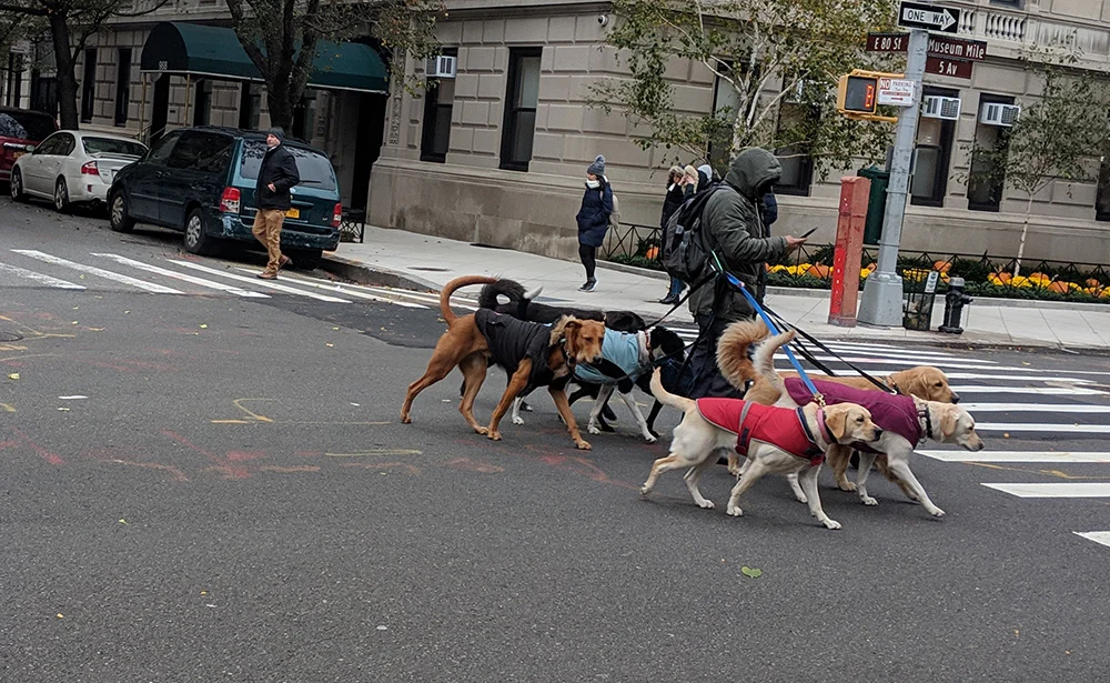 dog walking in new your city